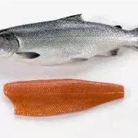 三文鱼营养价值高,世界公认的健康食物小白菜三文鱼