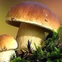 蘑菇红花汤