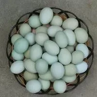 乌鸡蛋的选购技巧_乌鸡蛋储存方法