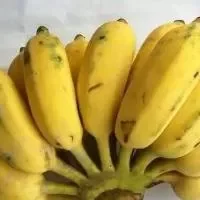 香蕉性寒吗,香蕉的功效营养香蕉是性寒水果吗香蕉的功效营养