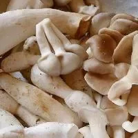 凤尾菇的功效与作用_凤尾菇的营养价值
