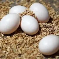 鸽蛋的功效与作用_鸽蛋的食用禁忌