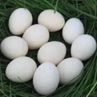 乌鸡蛋的功效与作用_乌鸡蛋营养价值