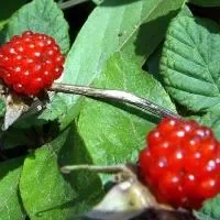 山莓的选购技巧_山莓的食用建议