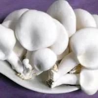 白灵菇的功效与作用_白灵菇的营养价值