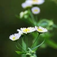 清明：饮菊花桑葚茶防感冒