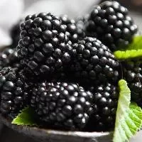 黑莓的功效与作用_黑莓的禁忌