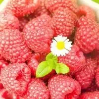 山莓食用功效_山莓化学成分