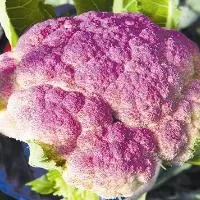 紫菜花的功效与作用_紫菜花的营养价值