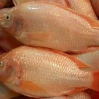 尼罗红鱼的营养价值_尼罗红鱼的适用人群