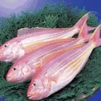 金线鱼的制作技巧_金线鱼经济价值