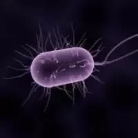 为何会感染淋球菌,感染淋球菌了怎么办