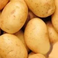 新鲜土豆更营养,翻新土豆学分辨