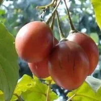 树番茄的功效_树番茄的营养价值
