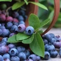 蓝莓的功效与作用_蓝莓的营养价值