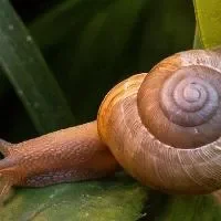 蜗牛的食用功效_蜗牛的营养价值