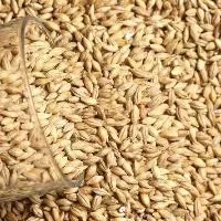 大麦的功效与作用_大麦的营养价值