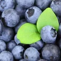 蓝莓的介绍,蓝莓酒的功效有哪些