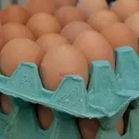 禽流感在鸡蛋可以存活么,禽流感的药物预防