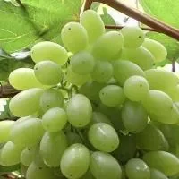 马奶子葡萄的功效与作用_马奶子葡萄的营养价值