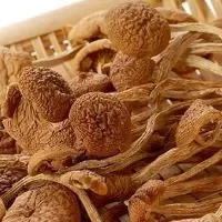 茶树菇的功效与作用_茶树菇的营养价值