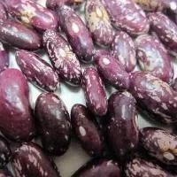 紫花豆的功效与作用_紫花豆的适合体质