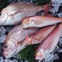 红鲷鱼的营养价值_红鲷鱼的食疗价值