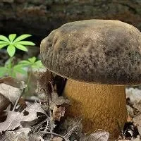 蘑菇的功效与作用_蘑菇的营养价值