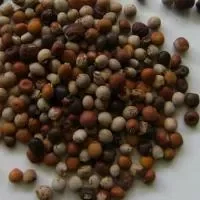 木豆的功效与作用_木豆的适合体质