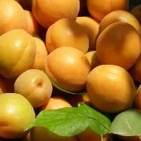 桃李杏三种水果不能多吃