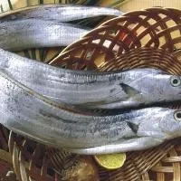 白带鱼的营养价值_白带鱼的功效与作用