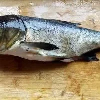 食用胖头鱼可以防治肾癌吗？