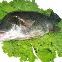 桂鱼的营养价值桂鱼怎么做好吃