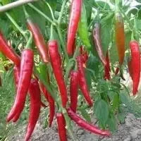 红色尖椒的功效与作用_红色尖椒的营养价值