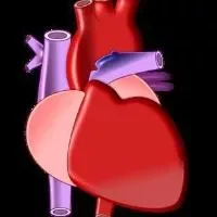 心包囊肿危险吗,心包囊肿会有什么样的症状
