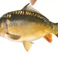 鲤鱼是淡水鱼中的“营养王”