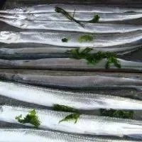 颚针鱼鱼类介绍_颚针鱼食物营养成分