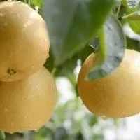 惊蛰吃梨可润燥,盘点梨的五种养生功效