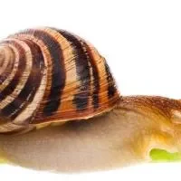 蜗牛的选购技巧_蜗牛的注意事项