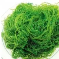 海藻的功效与作用_海藻的营养价值