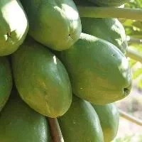 木瓜消食化滞春季佳品