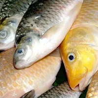 鱼类胆固醇高吗,胆固醇高的饮食禁忌