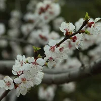 樱花树怎么养