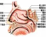 为何鼻炎每到秋季就准时报到