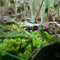 苔藓微景观怎么养