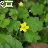 酢浆草和红花酢浆草区别