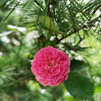 阜新适合养什么花，市花和市树是什么