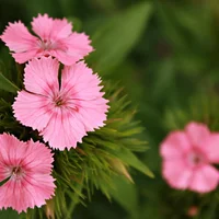 石竹开花怎么养护