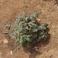 茶花竟是杨树枝，石蒜冒充牡丹，花骗子招数大揭秘！