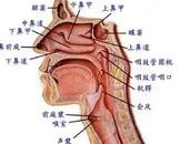 滤泡性咽喉炎的症状